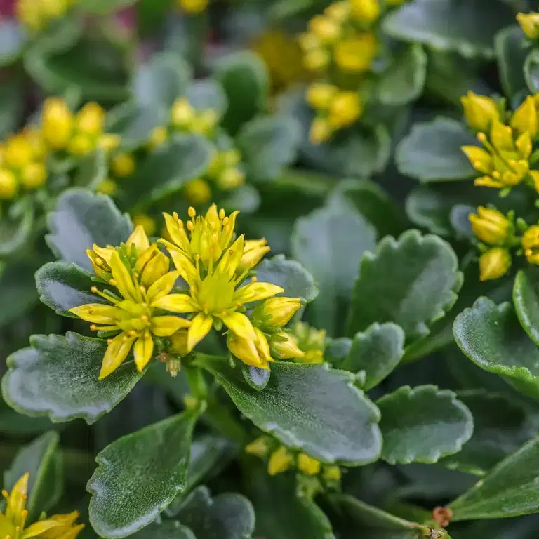 Gullbergknapp 'Little Miss Sunshine'