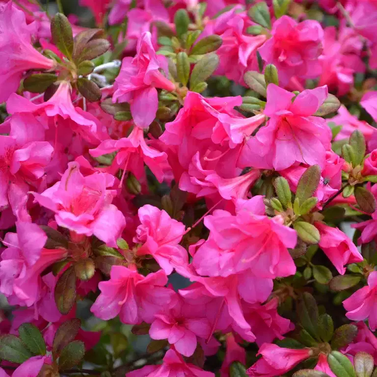 Japanasalea 'Melina'