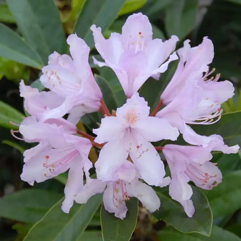 Rododendron 'September charm'