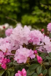 Rododendron 'Silberwolke'