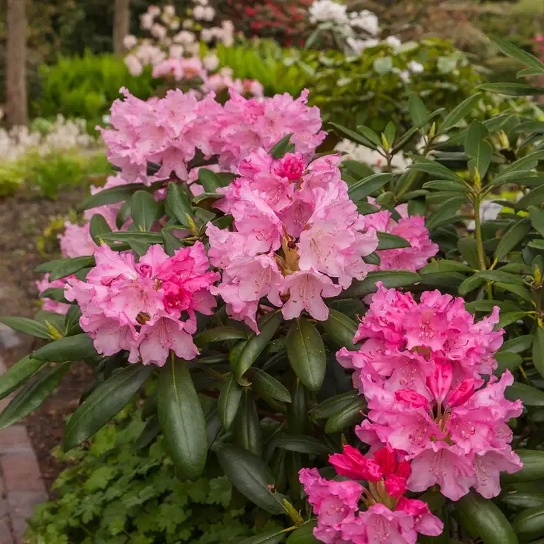 Rododendron 'Kalinka'