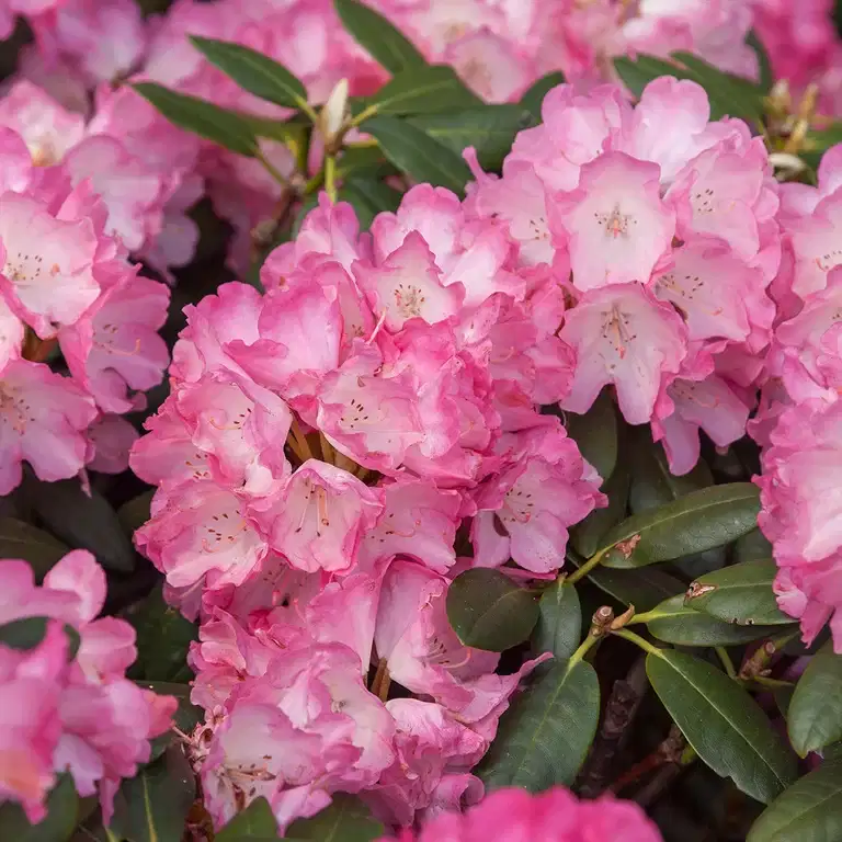 Rododendron 'Fantastica'