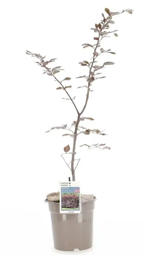 Fagus sylvatica 'Purpurea' Busk 4,5L