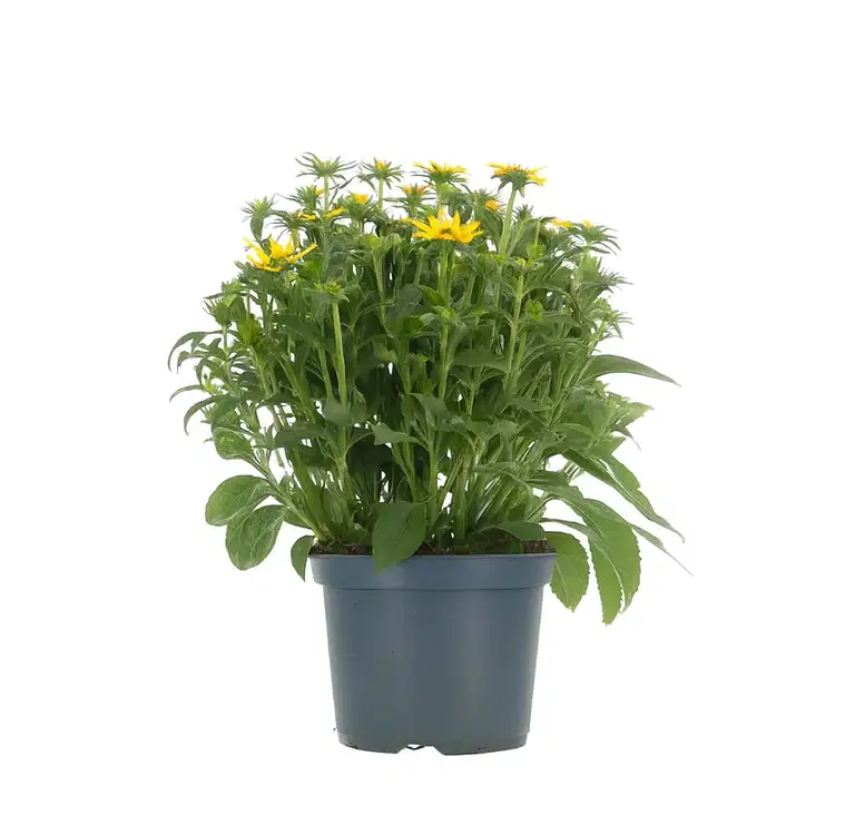 Rudbeckia fulgida 'Little Goldstar' 19cm