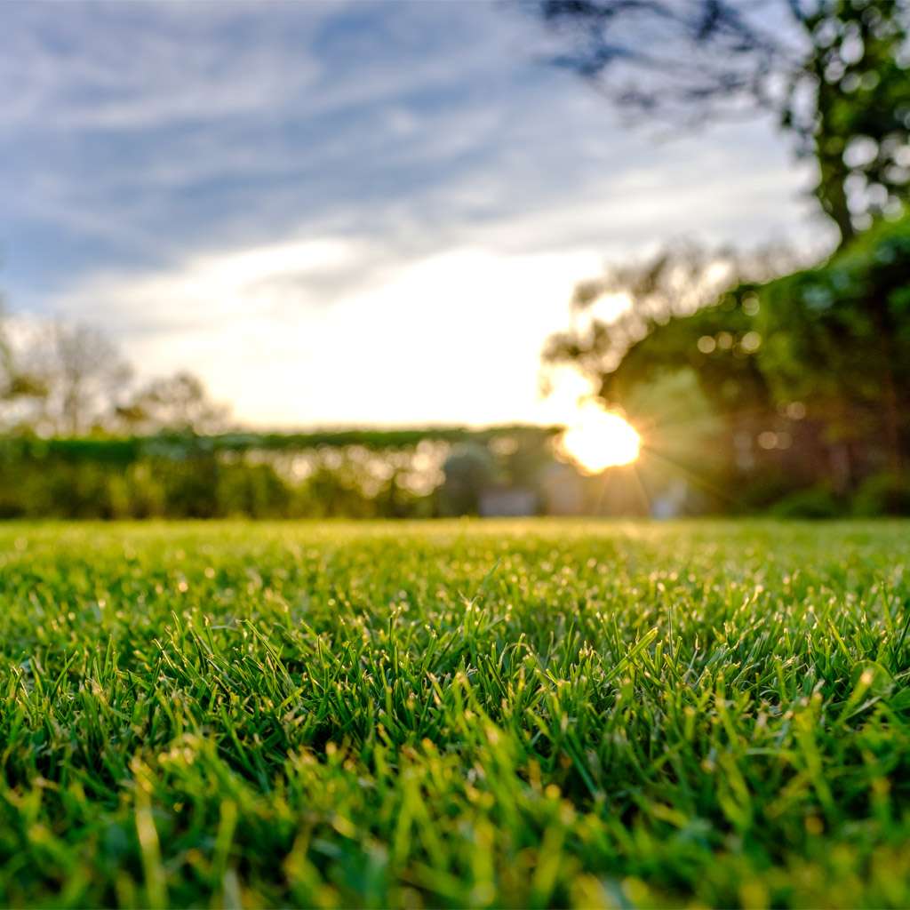 Image of Alt om plen