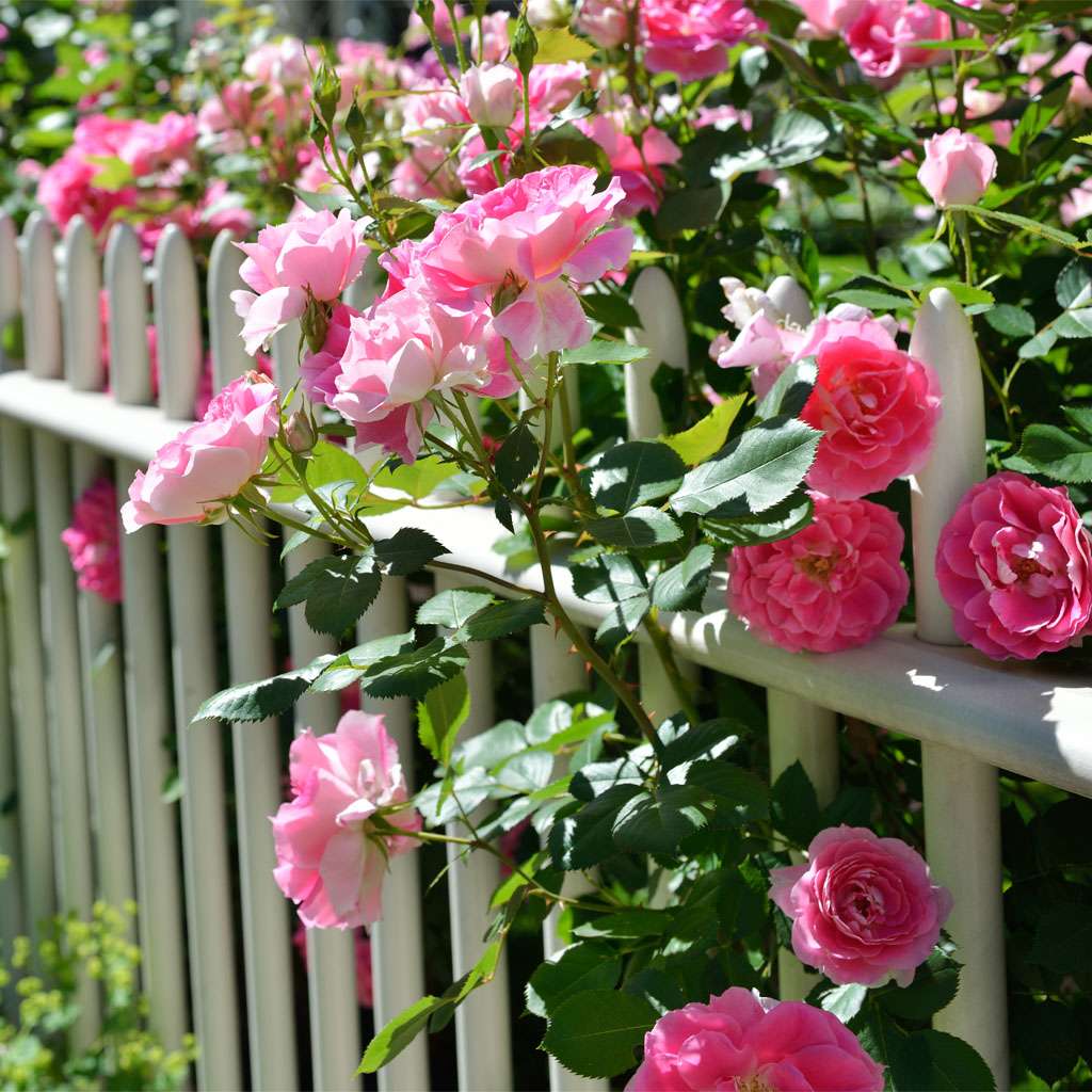 Image of Hageroser 30%