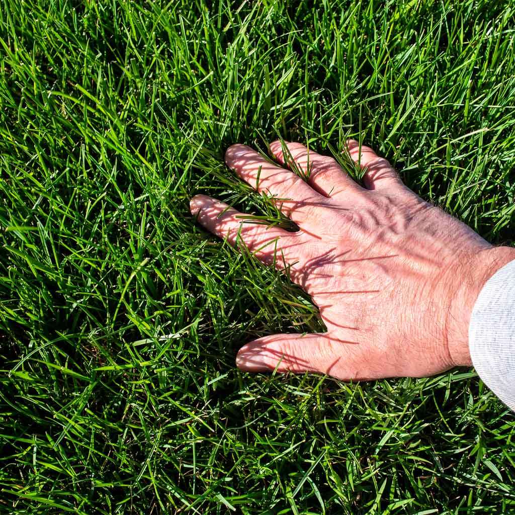 Image of Alt til plenen