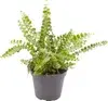 Green plants