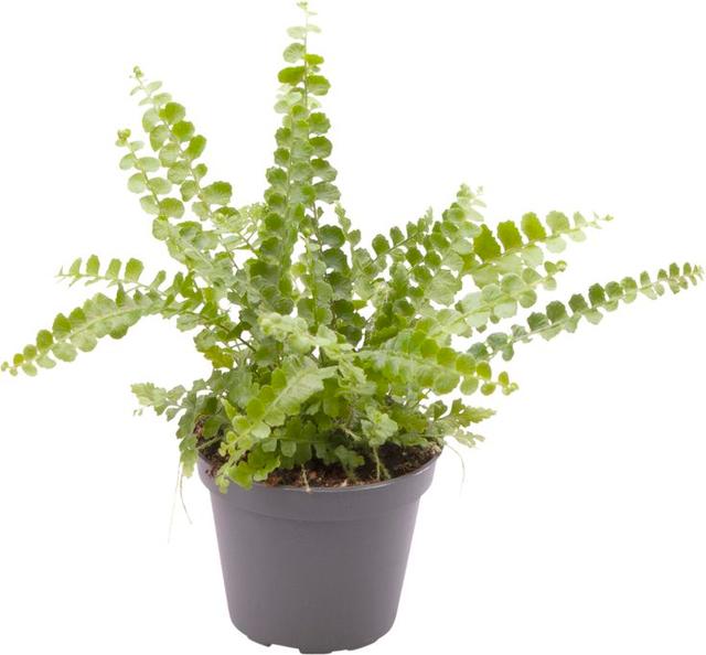 Grønne planter