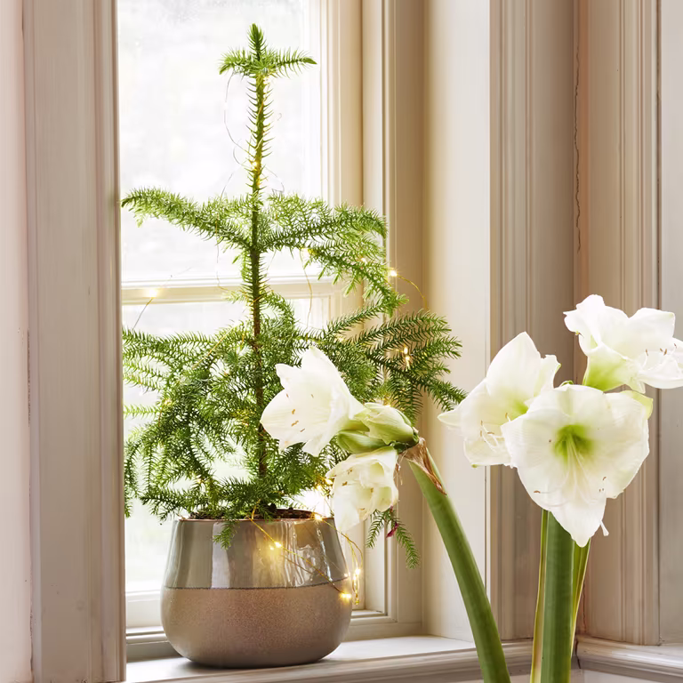 Norfolk Island Pine