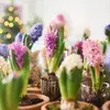 Hyacinths