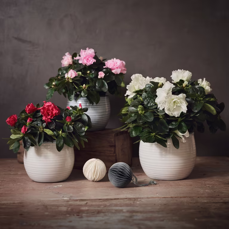 Azalea - facts and advice on care
