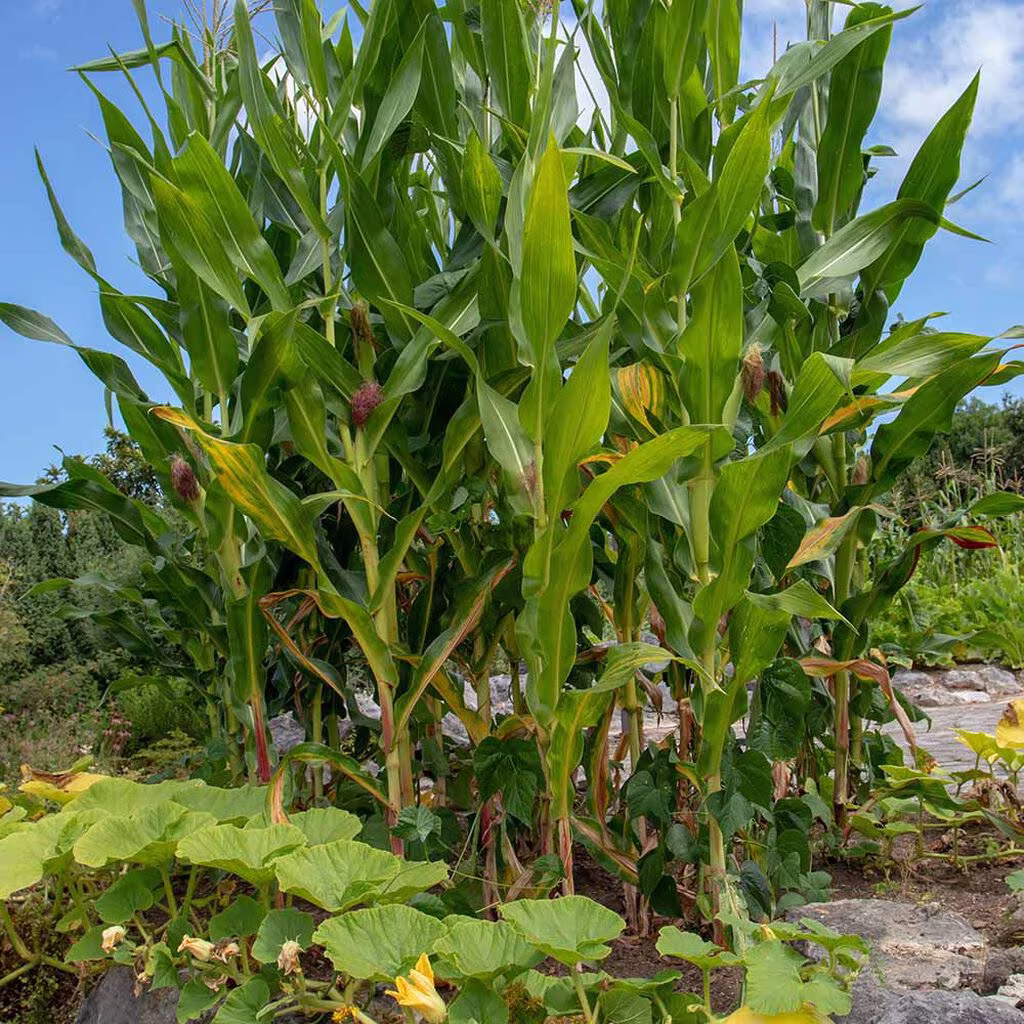 Three sisters - beans, squash and corn in clever companion planting