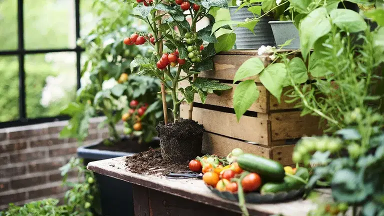 Grow Italian vegetables