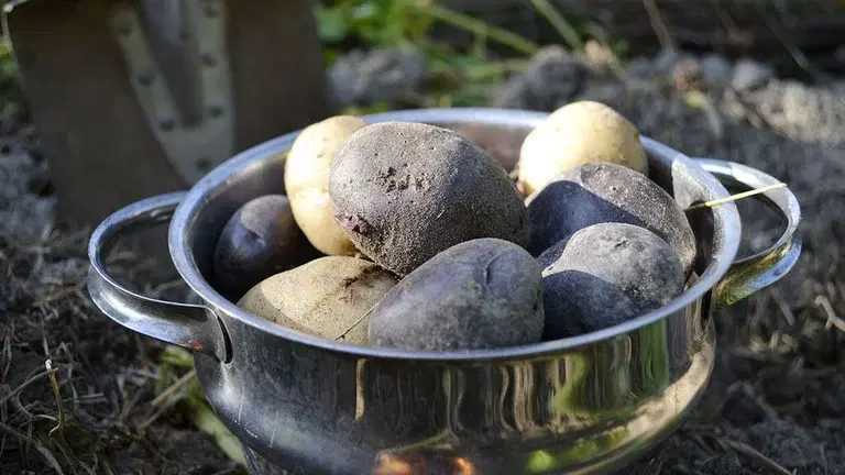 4 grønnsaker du kan dyrke deg selvforsynt med 
