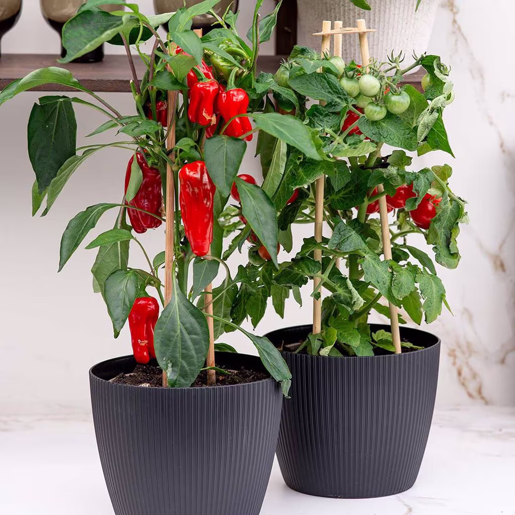 Ready to pick – slik lykkes du med innhøstingsklare planter 