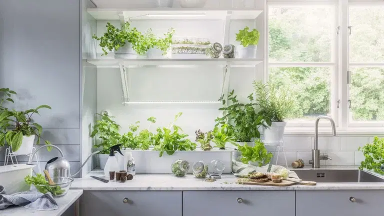 Grow vegetables indoors all year-round