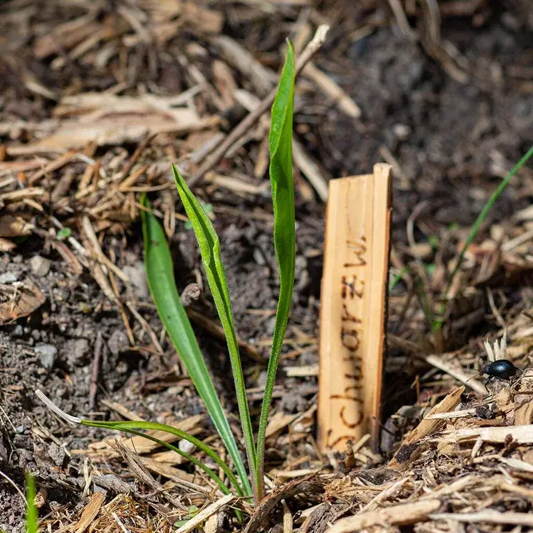 Så grønnsaker direkte utendørs – året rundt