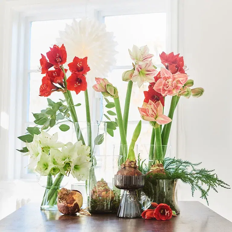 Få amaryllisen til blomstre når du vil 
