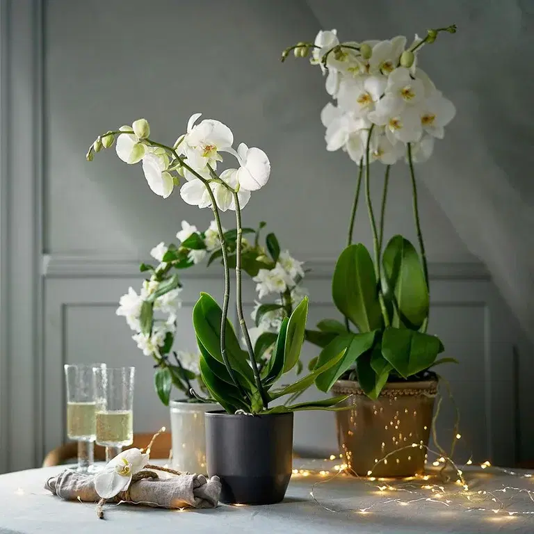 En luksuriøs orkidé eller friske snittblomster til nyttårsfest 