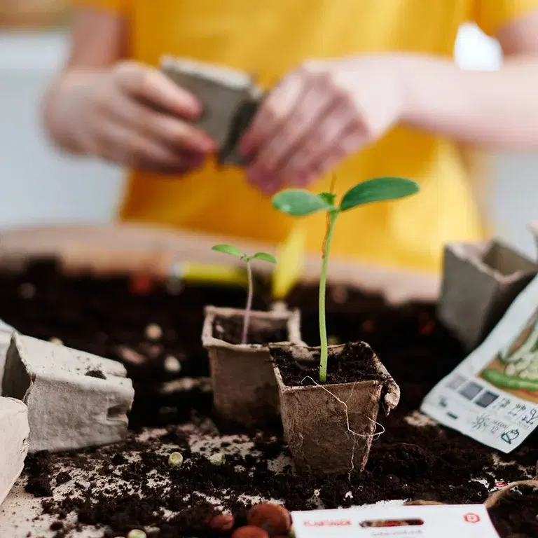 Vårplanting – slik lykkes du