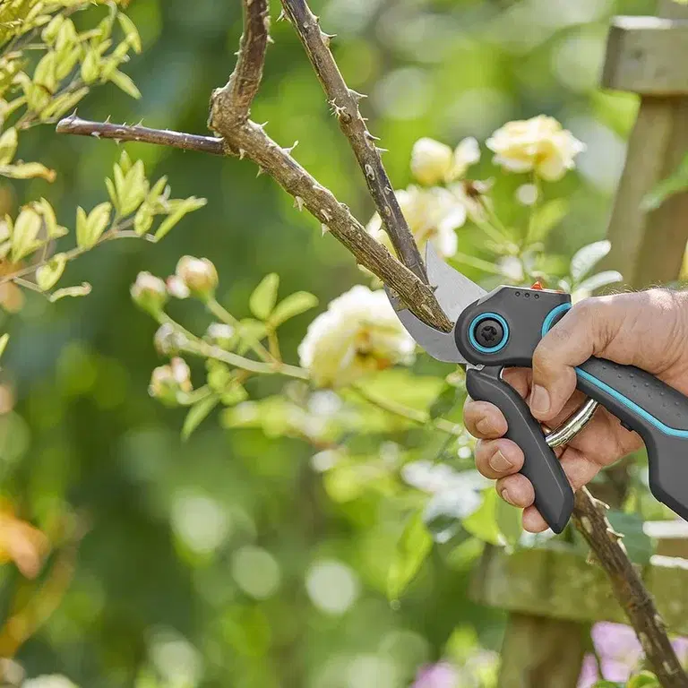 JAS – den beste tiden for beskjæring