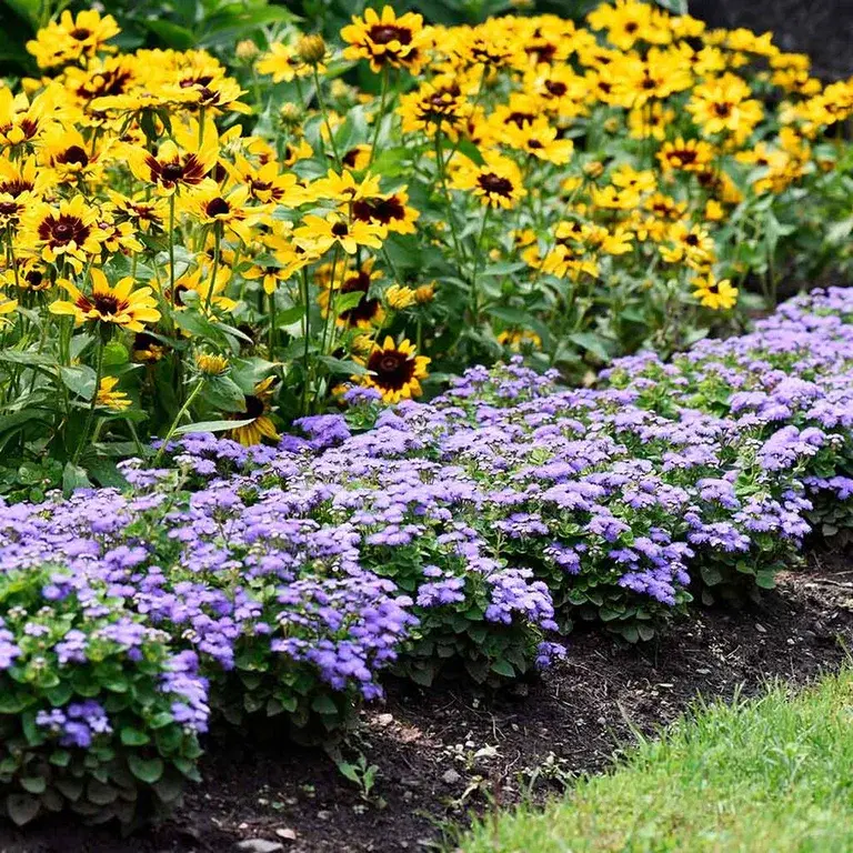 Garden plants - elevate the garden to a new level.