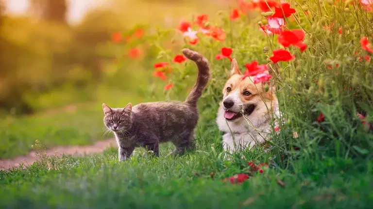 Slik lager du en herlig hage for hund og katt