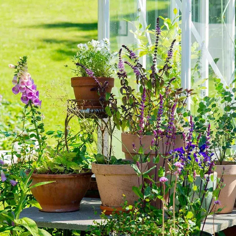 Garden visit: A taste of the Mediterranean at Anniken's