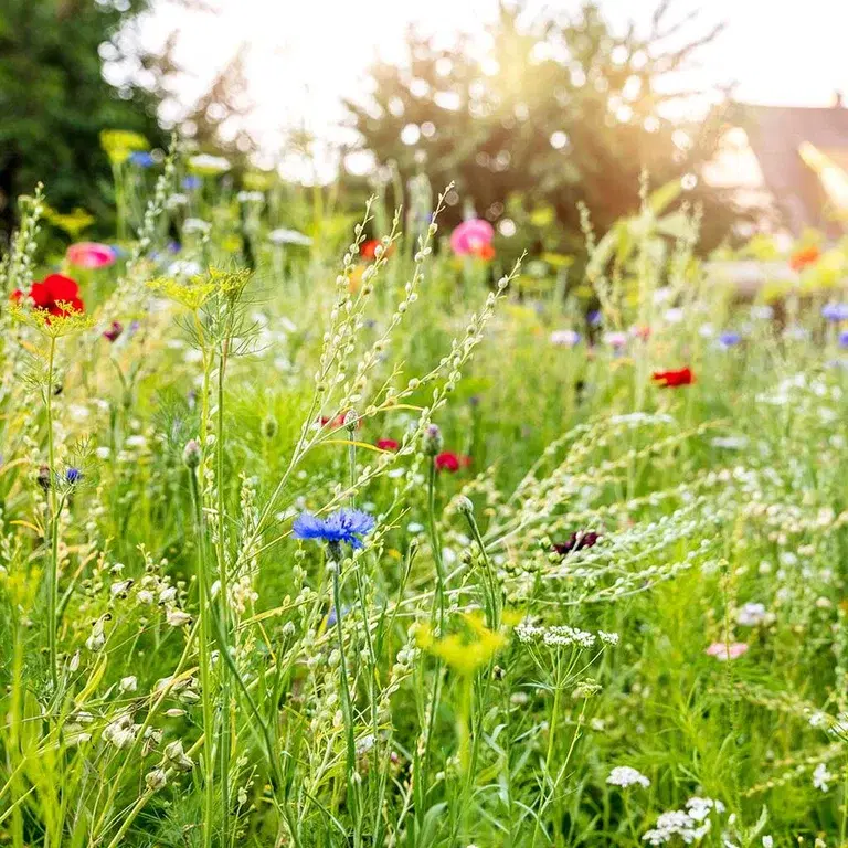 Blomsterengen – et paradis for pollinatorene