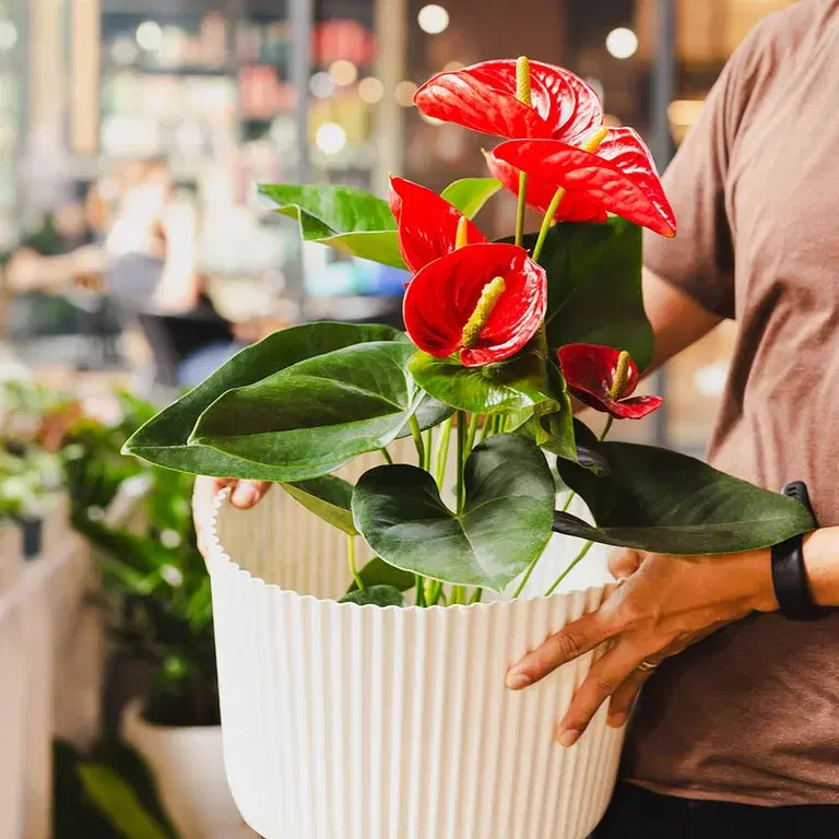 Innred med blomstrende planter innendørs