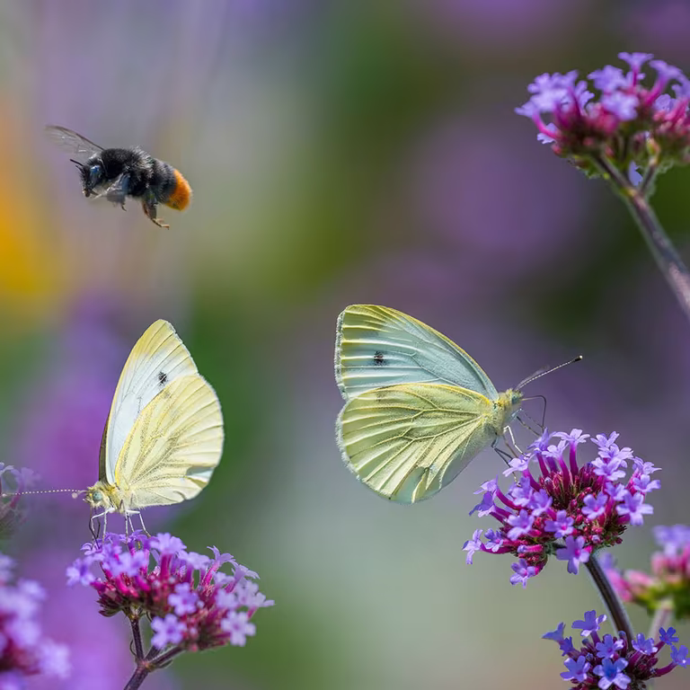 Våre vanligste pollinatorer 