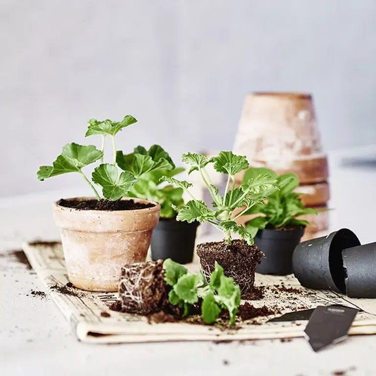 Cuttings of houseplants