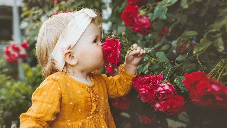 A fragrant garden – an experience for all the senses