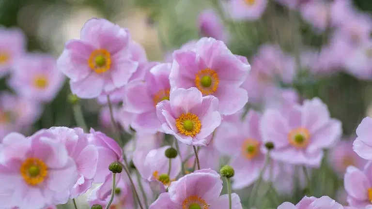 How to create an allergy-friendly garden