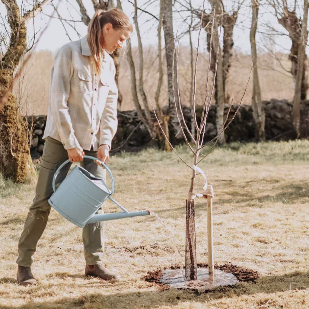 Slik planter du frukttrær – gartnerens beste tips 