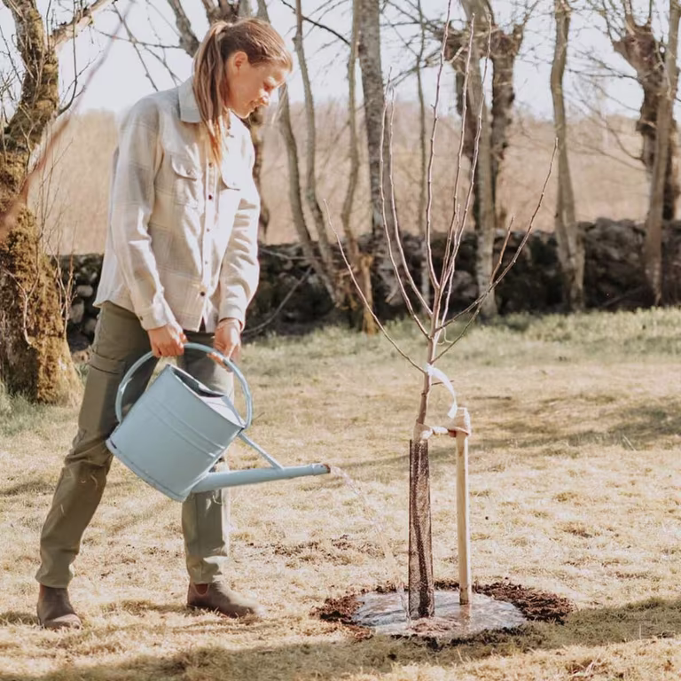 Slik planter du frukttrær – gartnerens beste tips 