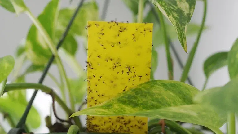 Hærmygg (sørgemygg) – slik blir du kvitt dem 