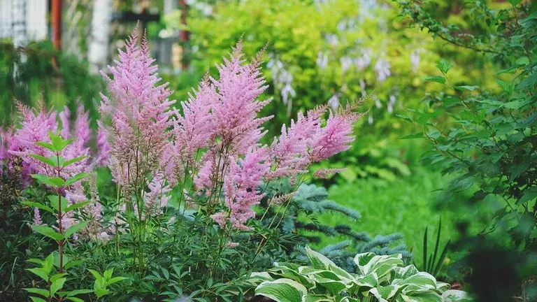 Lazy man's garden with easy-care plants