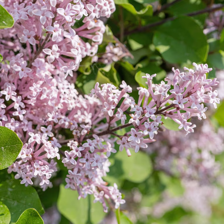 Blomstrende hekker
