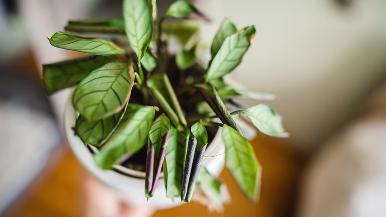 Pest on houseplants - how to get rid of them