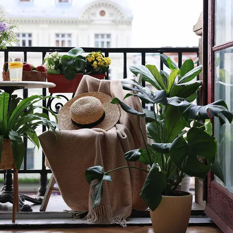 Inneplanter som kan flyttes ut om sommeren 