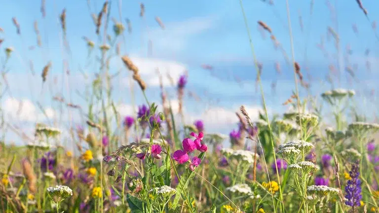 Så en blomstereng 