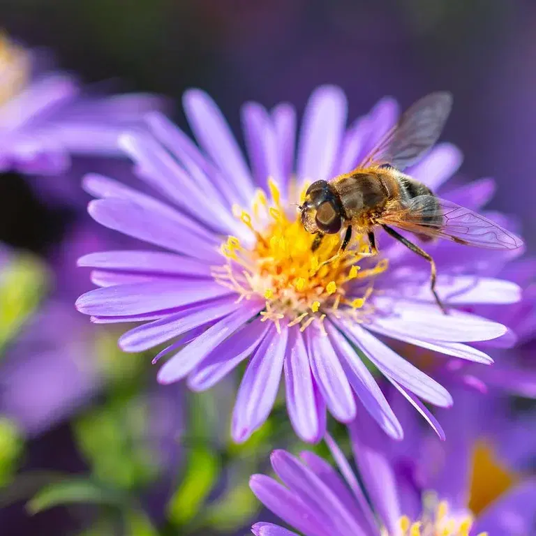 Blomster for bier og sommerfugler – 7 favoritter