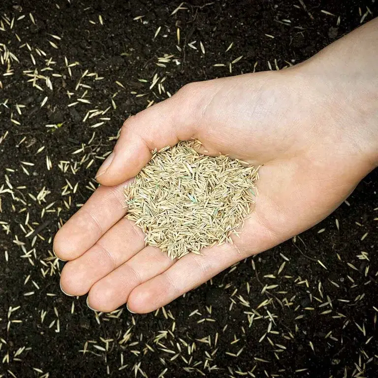 Så plen – slik lykkes du