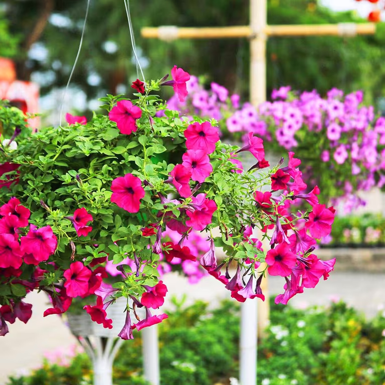Blomster i ampel – slik lykkes du 