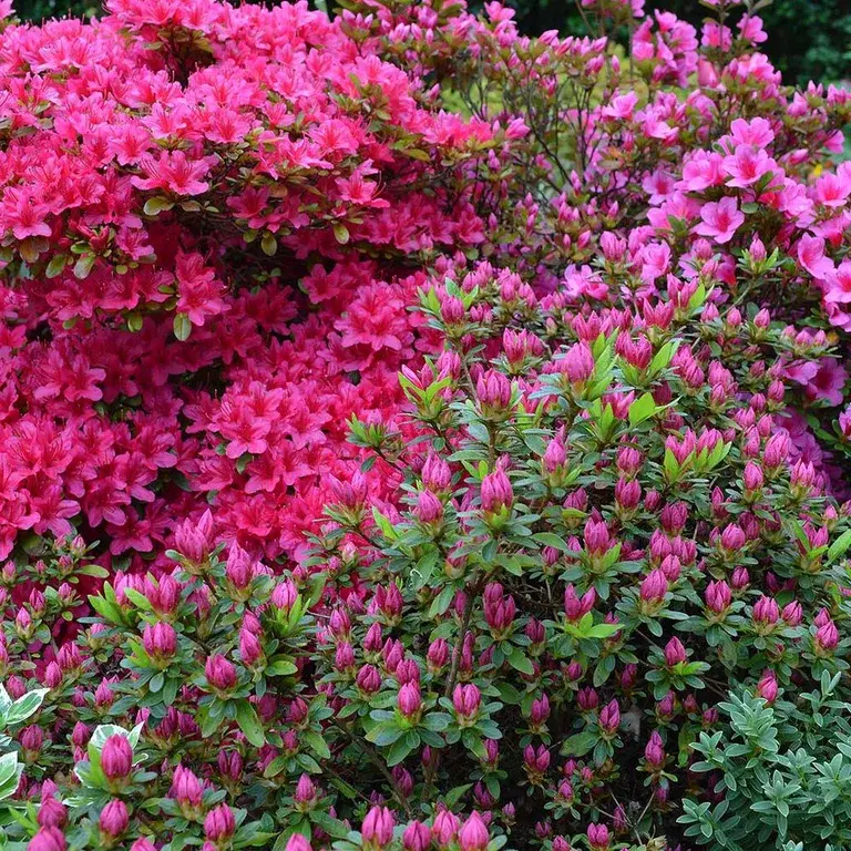 Acidic soil plants – how to create an acidic soil bed