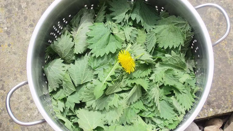 Be climate smart - let the weeds be useful