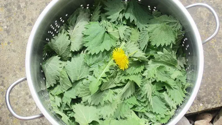 Bli klimasmart – la ugresset komme til nytte 