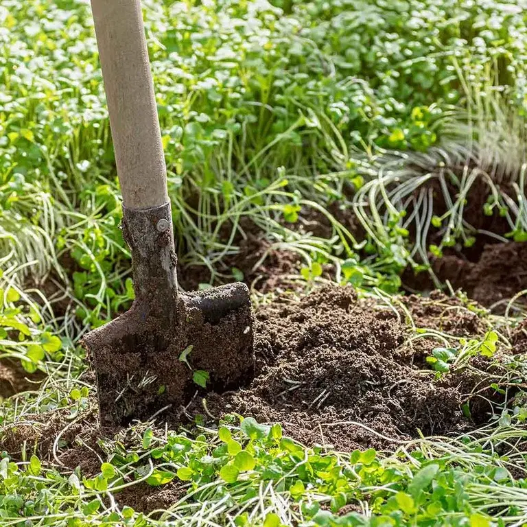 Jordforbedre hard leire og næringsfattig jord 
